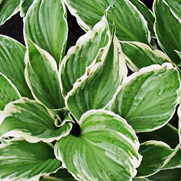 Хоста гибридная "Ундулата Албомаргината"