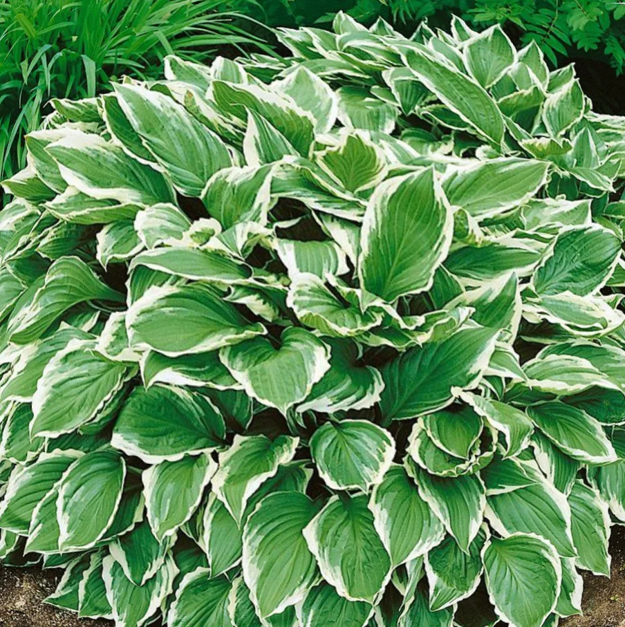 Хоста гибридная "Ундулата Албомаргината" - 2 изображение