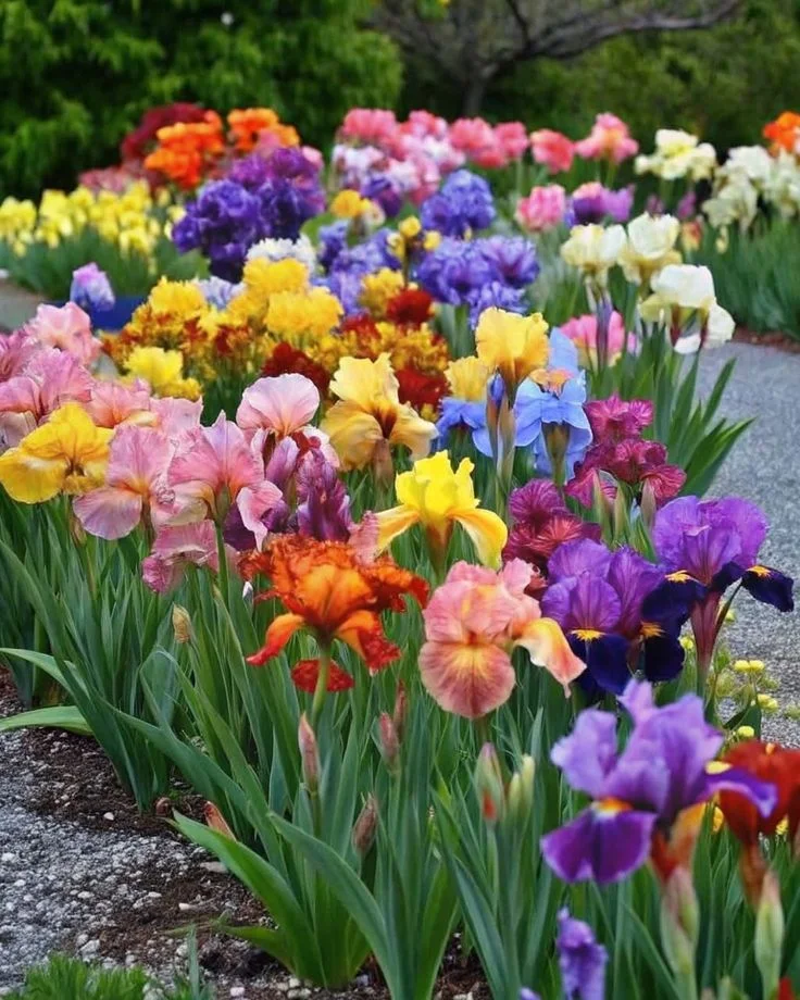 Ирис бородатый микс