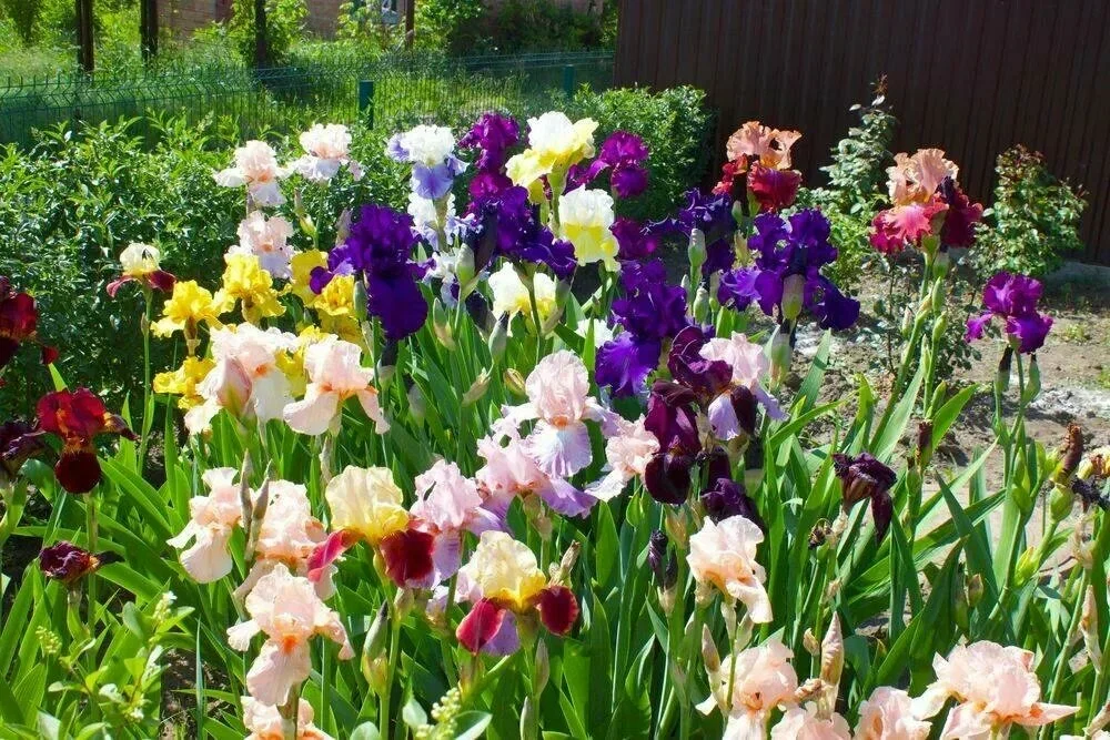 Ирис бородатый микс - 2 изображение