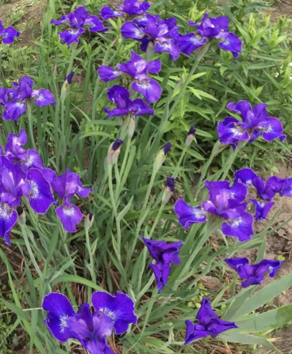 Ирис сибирский