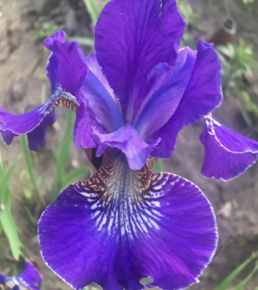 Ирис сибирский - 2 изображение