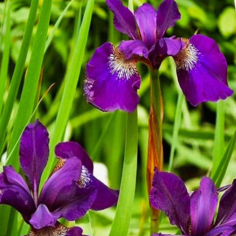 Ирис сибирский "Хаббард"