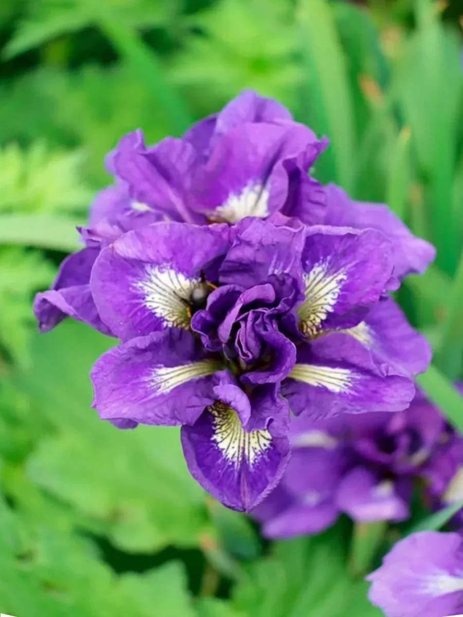 Ирис сибирский "Каблуи"