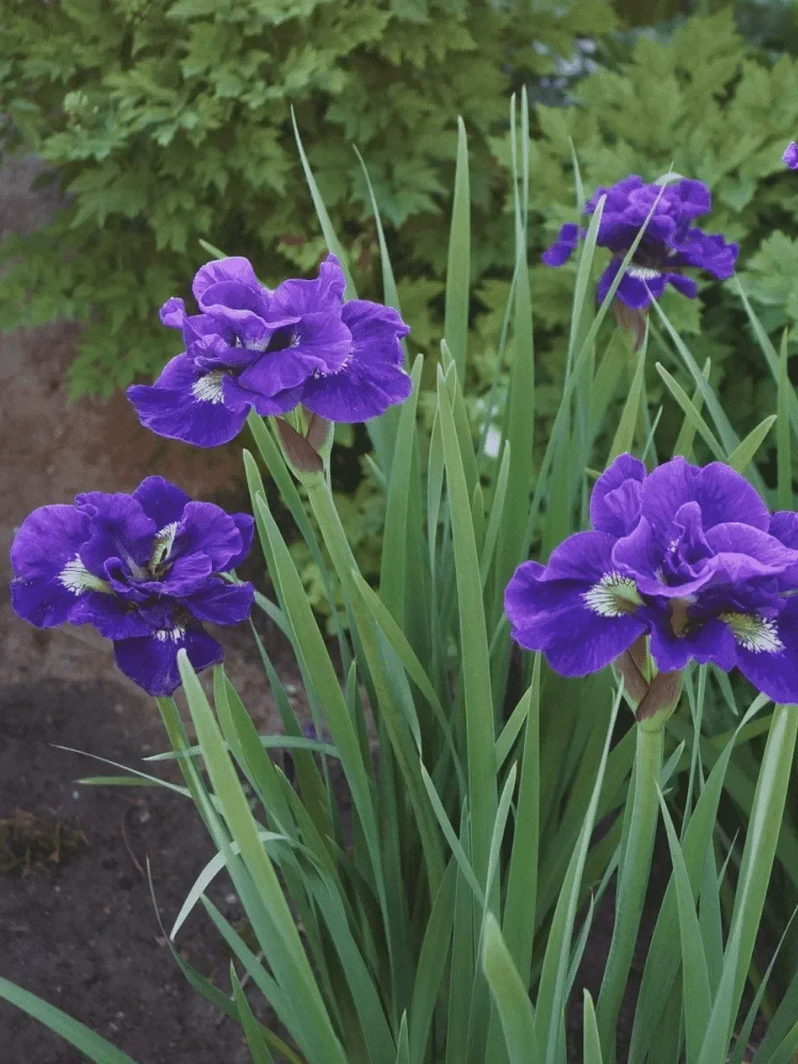 Ирис сибирский "Каблуи" - 2 изображение