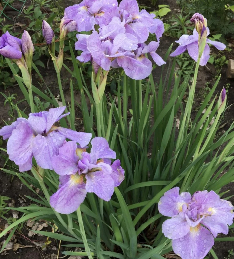 Ирис сибирский "Кита-Но-Сейза"