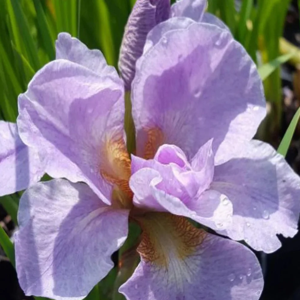 Ирис сибирский "Кита-Но-Сейза" - 2 изображение