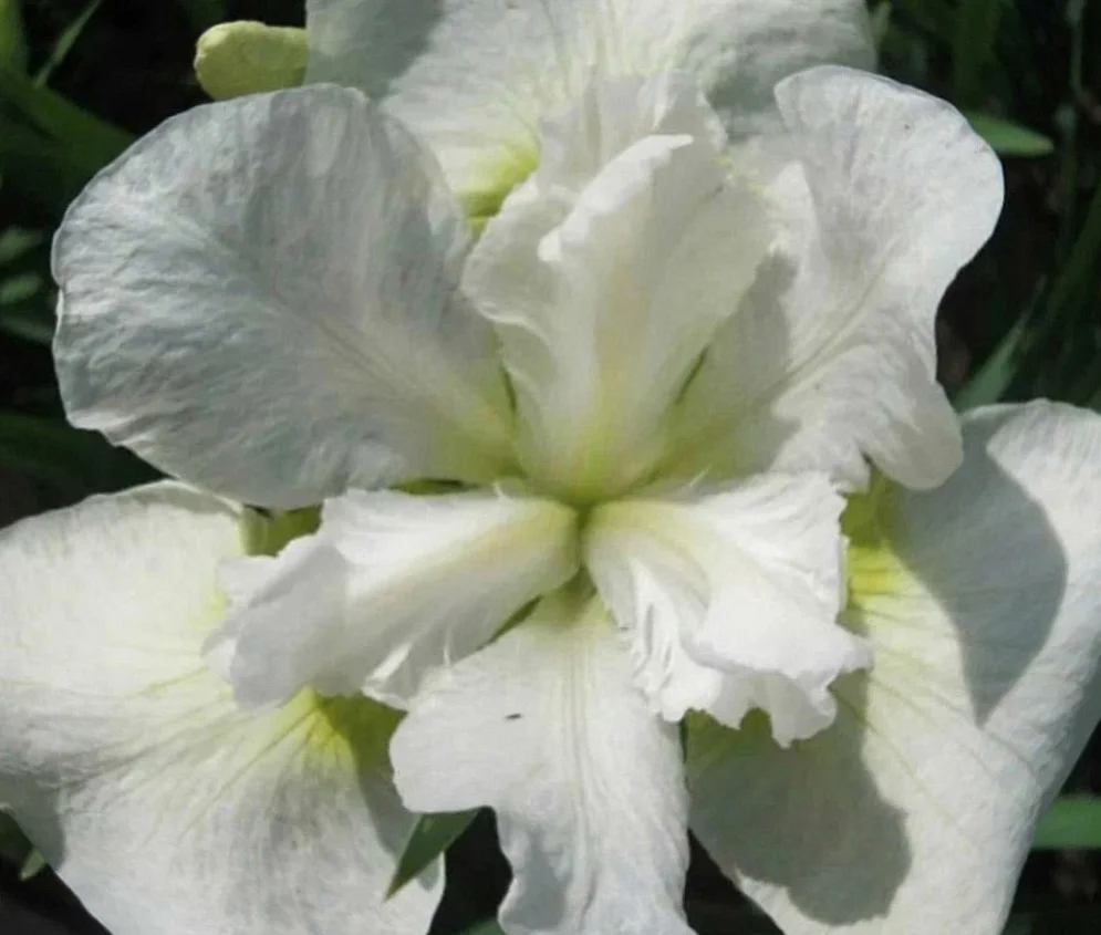 Ирис сибирский "Мун Силк"