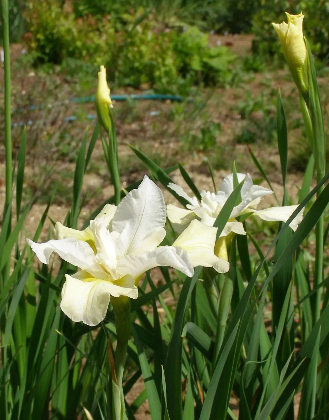 Ирис сибирский "Мун Силк" - 2 изображение