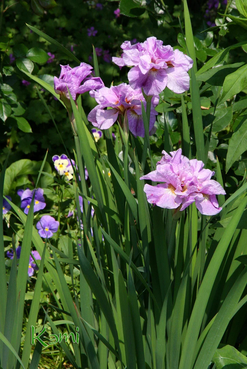 Ирис сибирский "Пинк Парфейт"