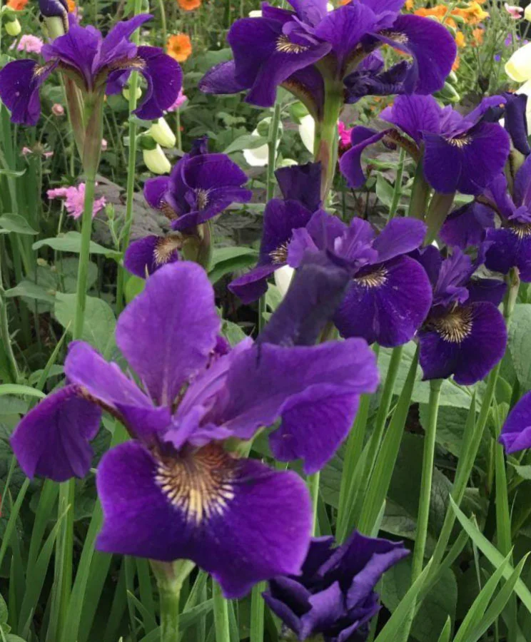 Ирис сибирский "Раффлд Плас"