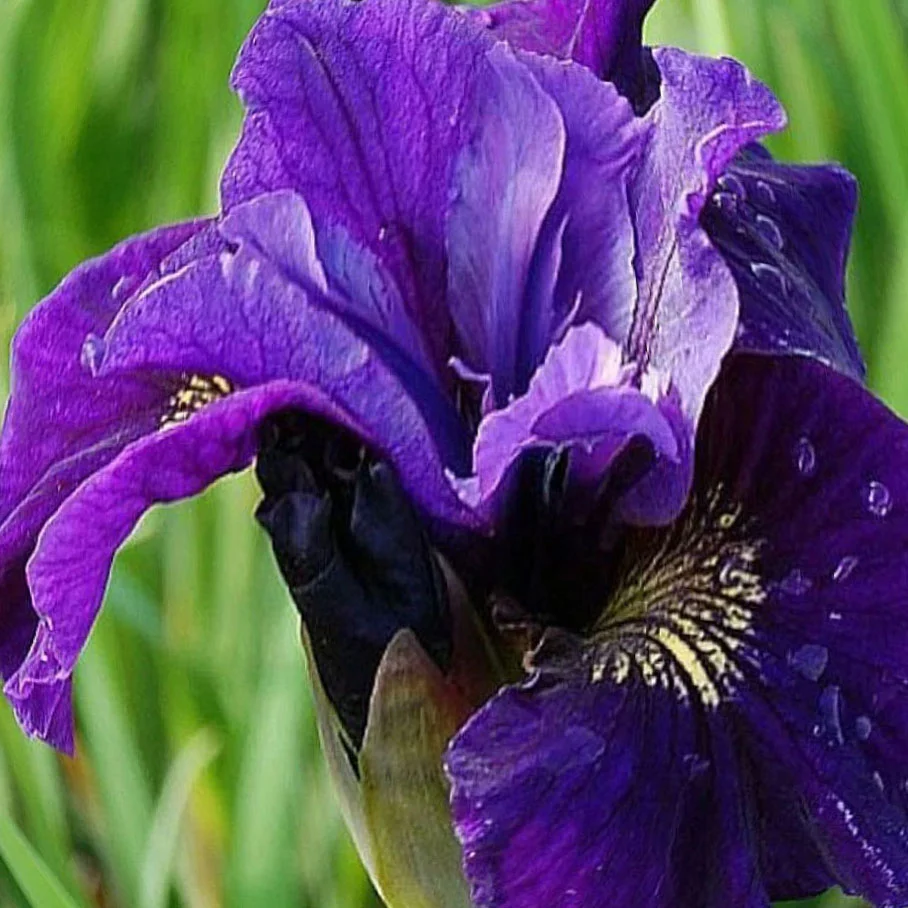 Ирис сибирский "Раффлд Плас" - 2 изображение