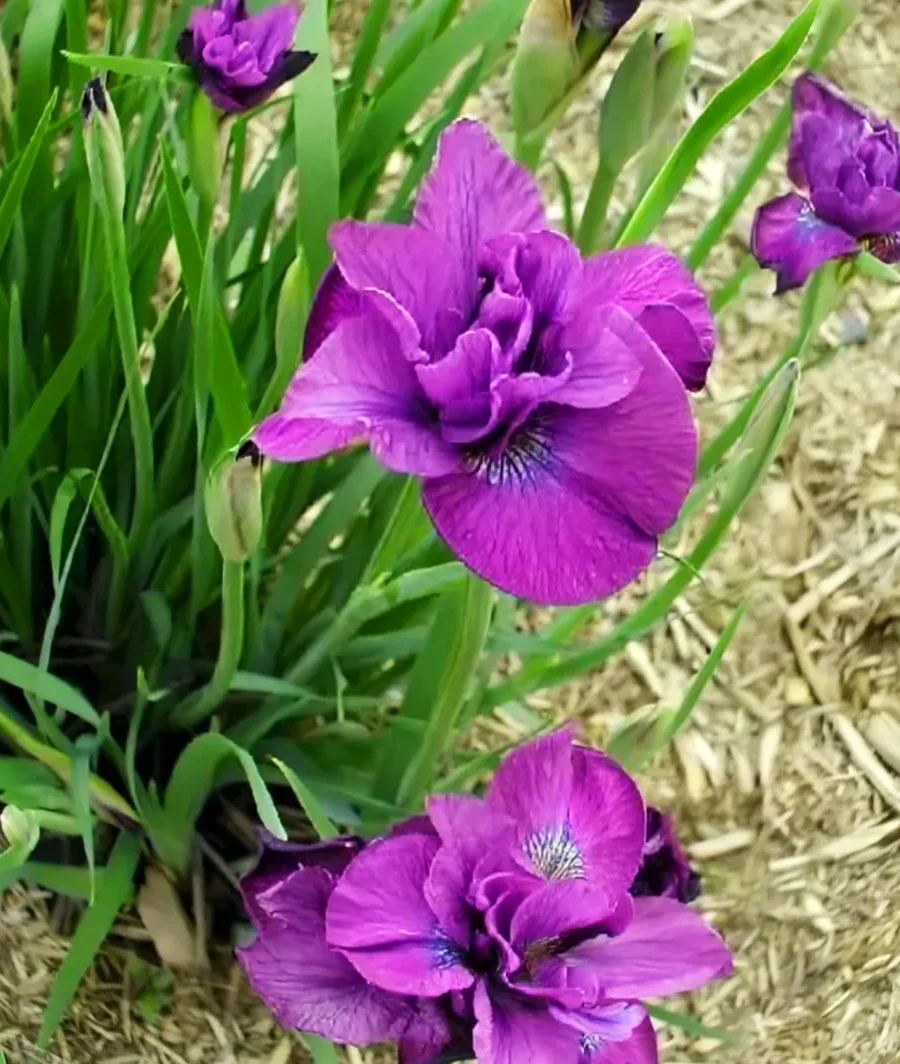 Ирис сибирский "Спиндезл"