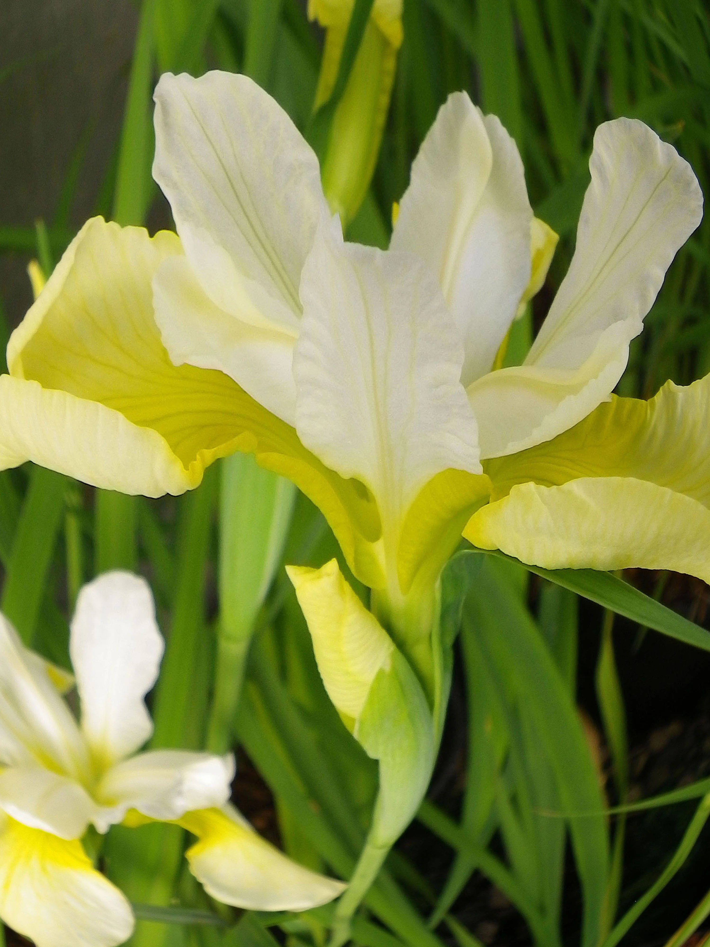 Ирис сибирский "Саммер Ревелс"