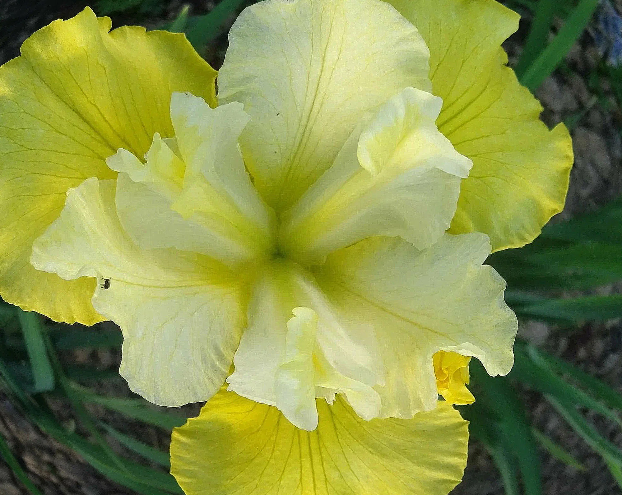 Ирис сибирский "Саммер Ревелс" - 2 изображение