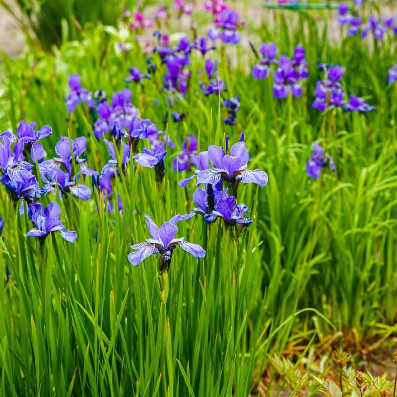 Ирис сибирский "Узушио"