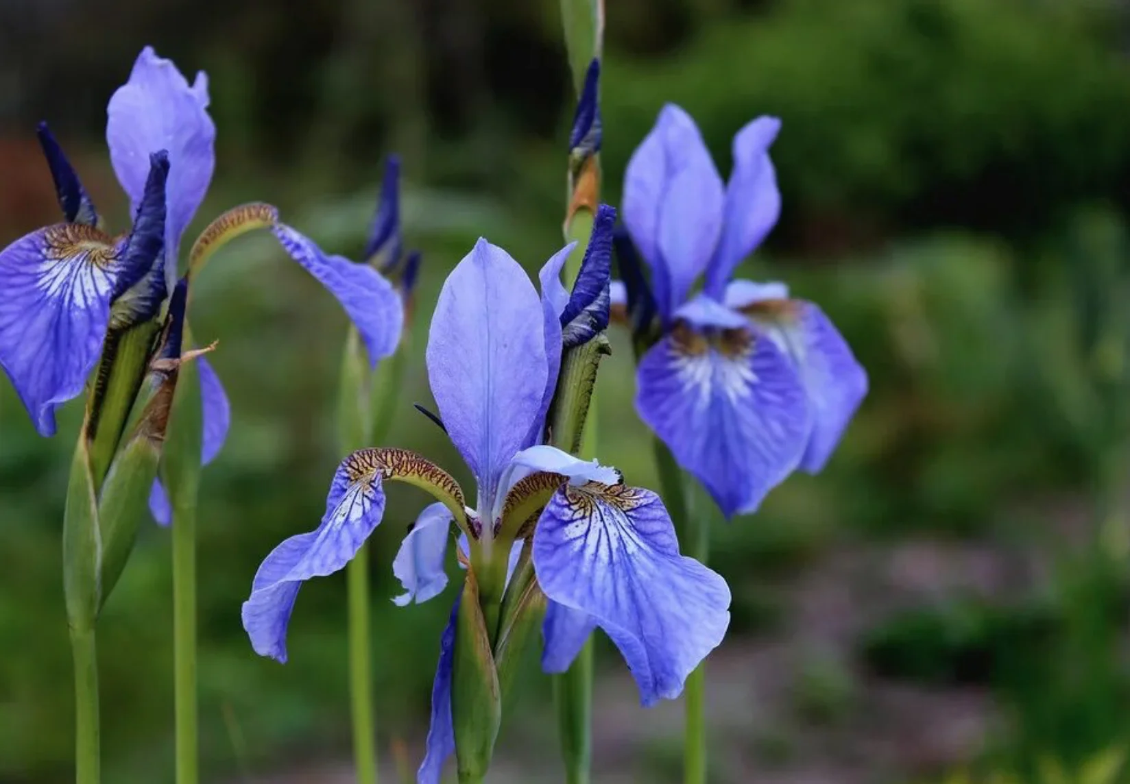 Ирис сибирский "Узушио" - 2 изображение