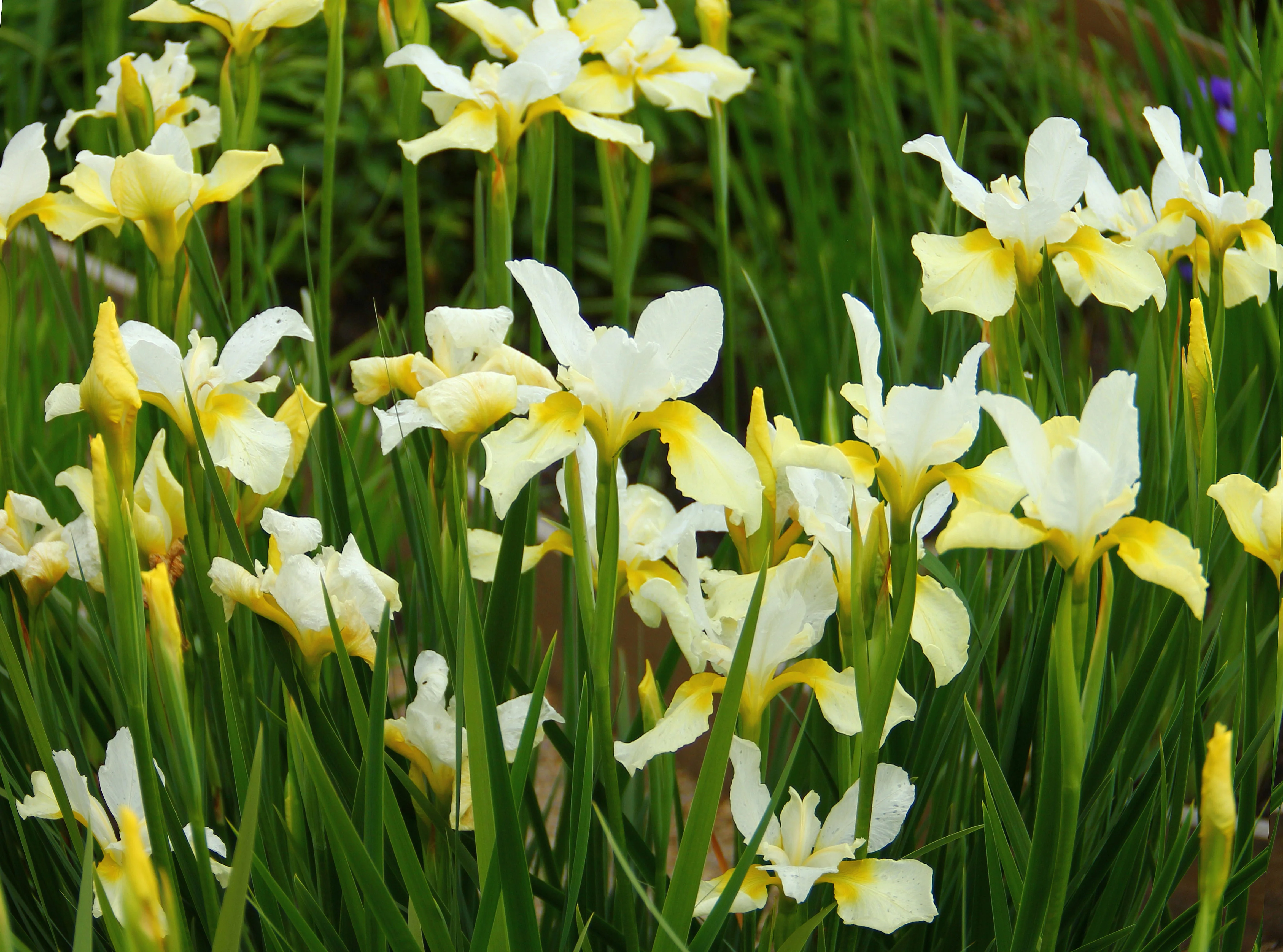 Ирис сибирский "Йеллоу Тейл"