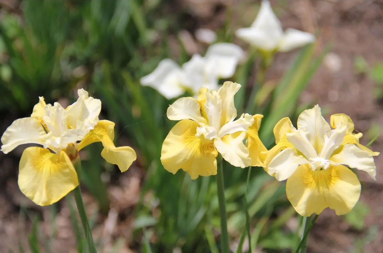 Ирис сибирский "Йеллоу Тейл" - 2 изображение