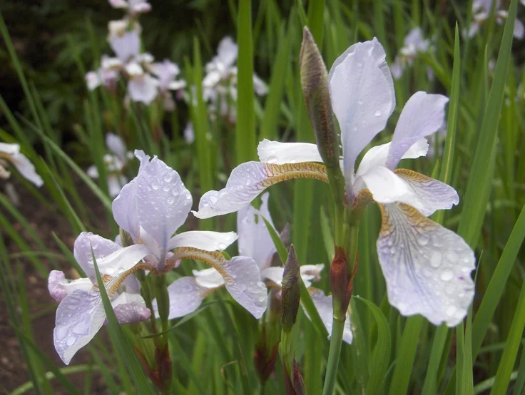 Ирис сибирский белый