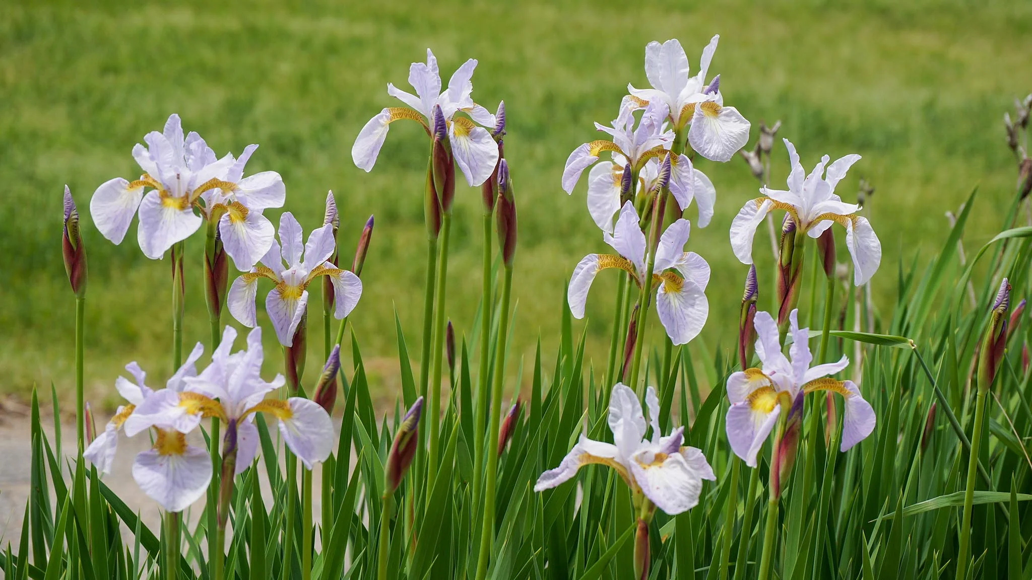 Ирис сибирский белый - 2 изображение