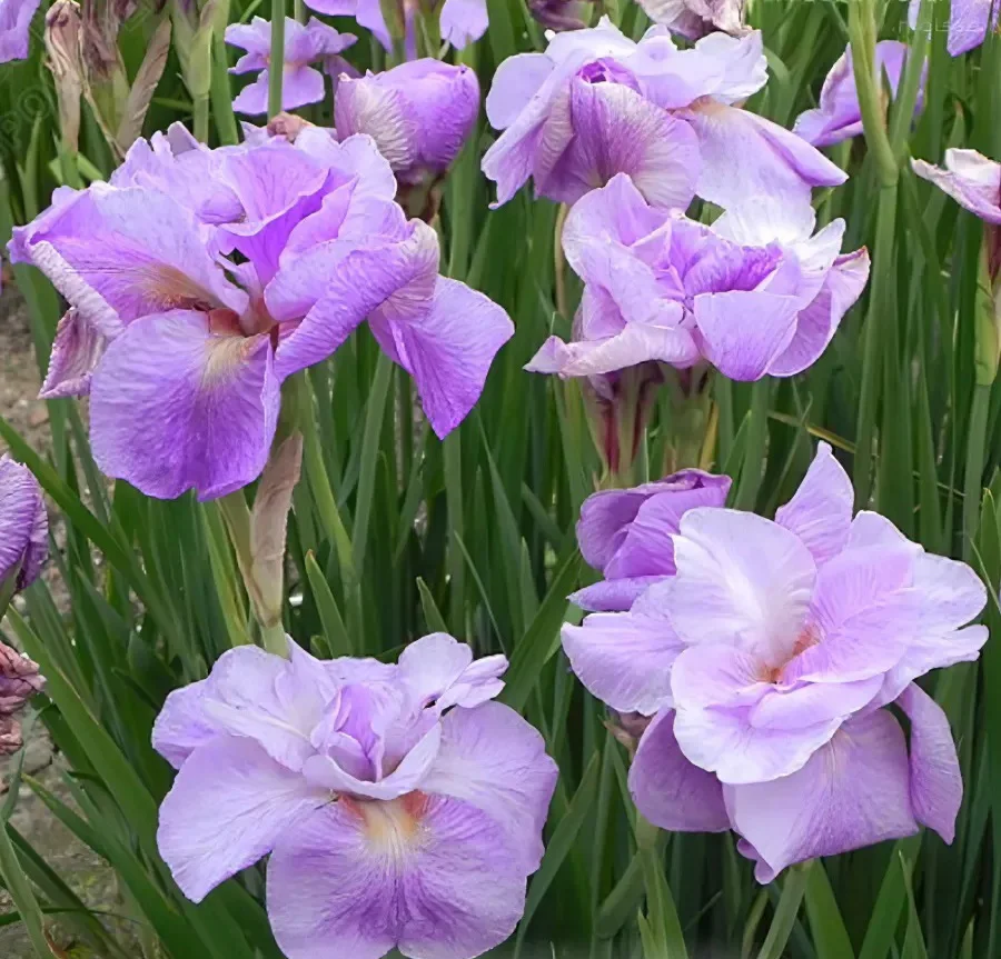 Ирис сибирский "Империал Опал"