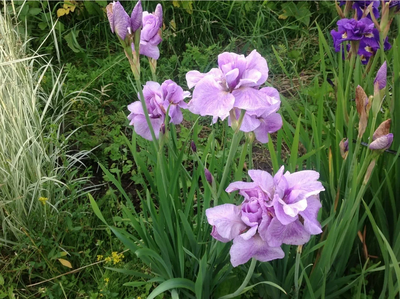 Ирис сибирский "Империал Опал" - 2 изображение