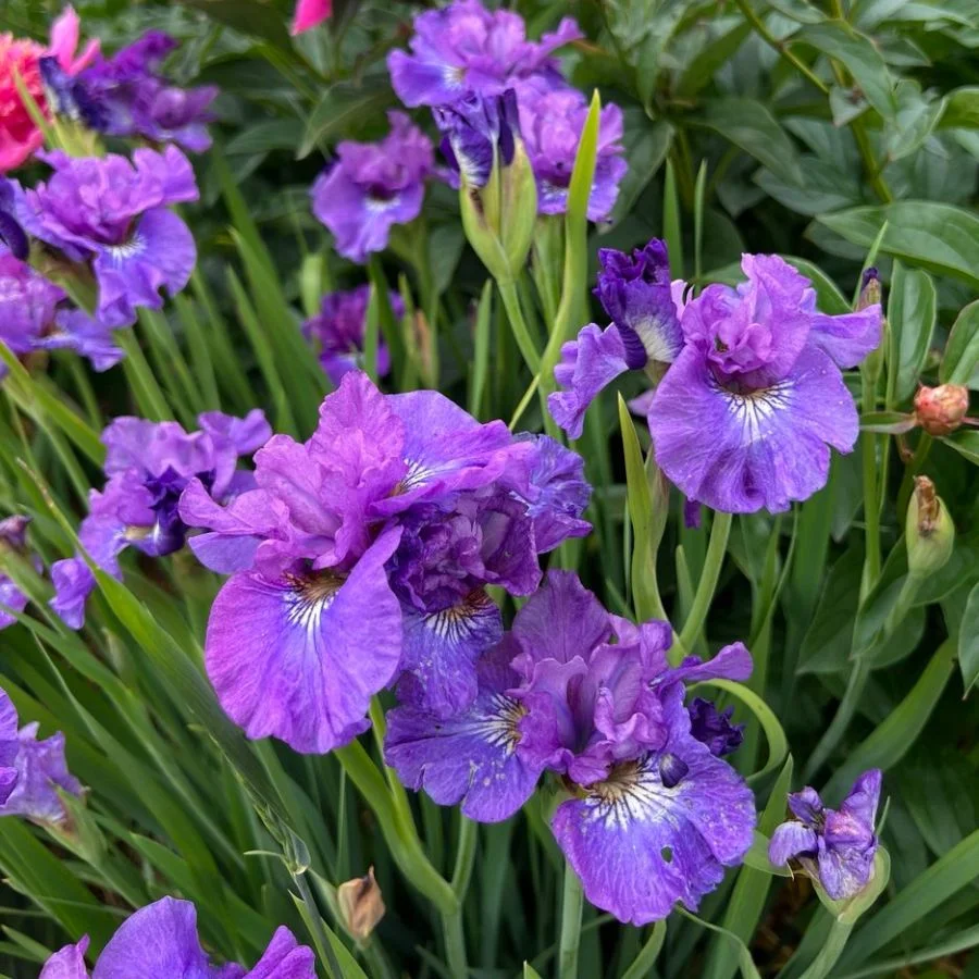 Ирис сибирский "Роузи Бауз"