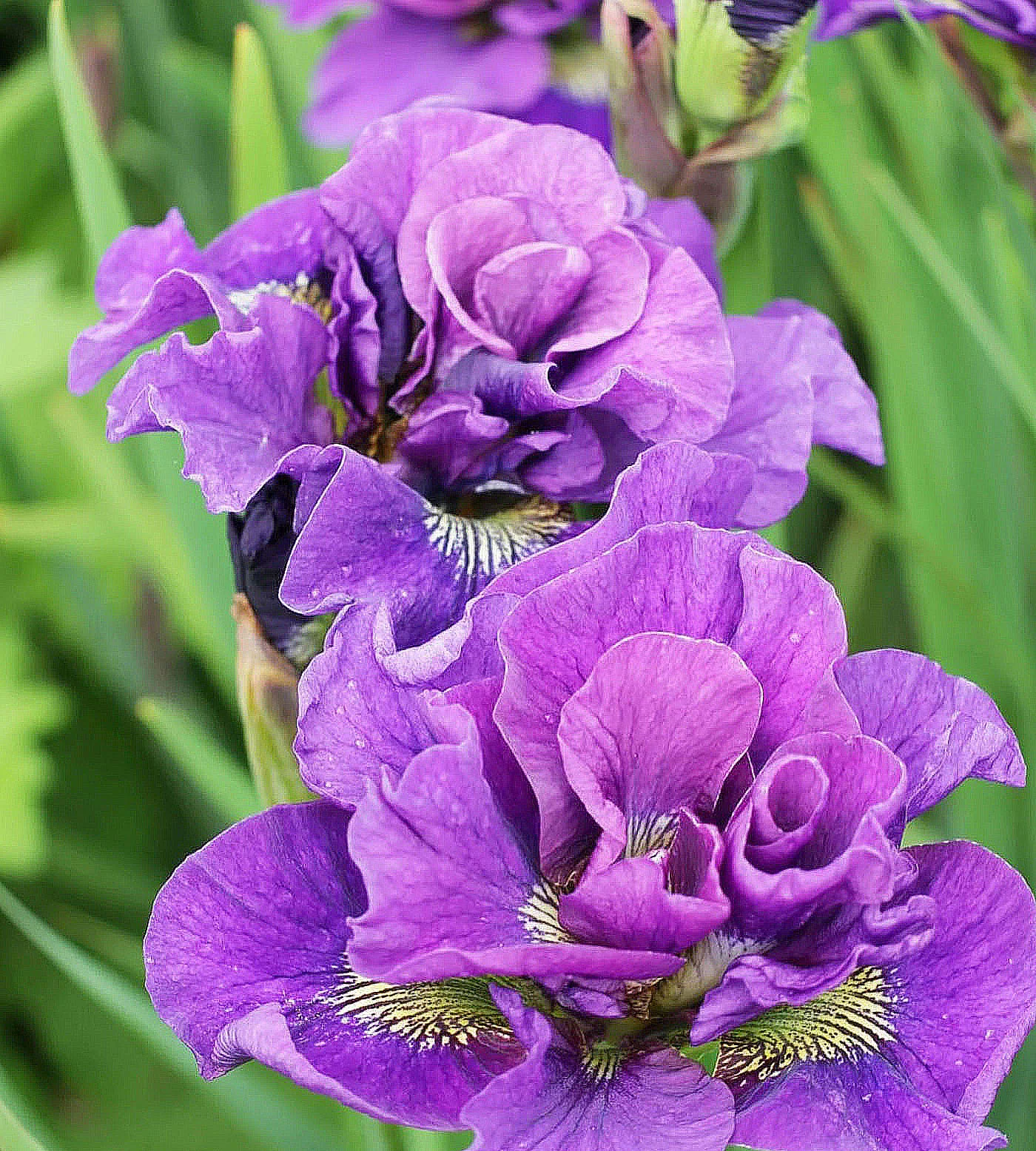 Ирис сибирский "Роузи Бауз" - 2 изображение