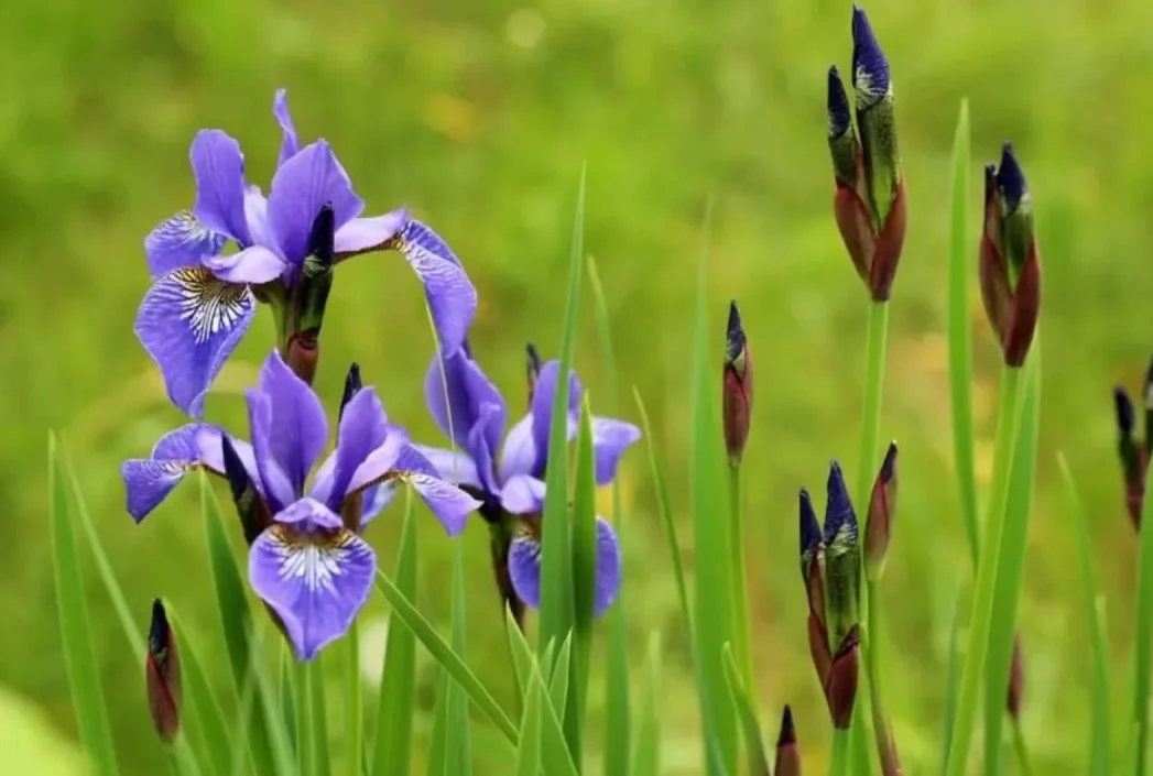 Ирис сибирский синий - 2 изображение