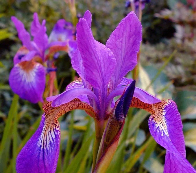Ирис сибирский "Спарклин Роуз"