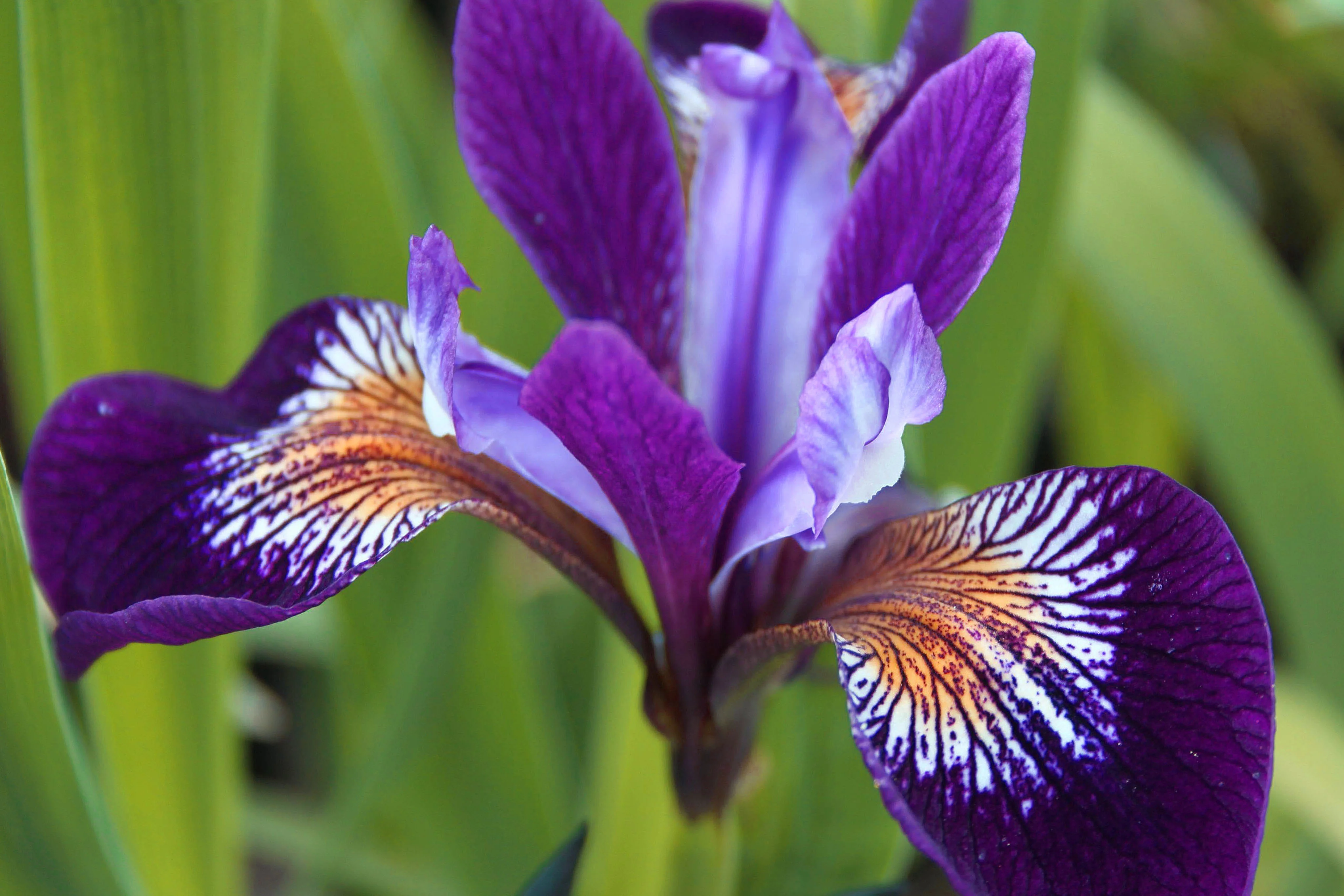 Ирис сибирский "Спарклин Роуз" - 2 изображение