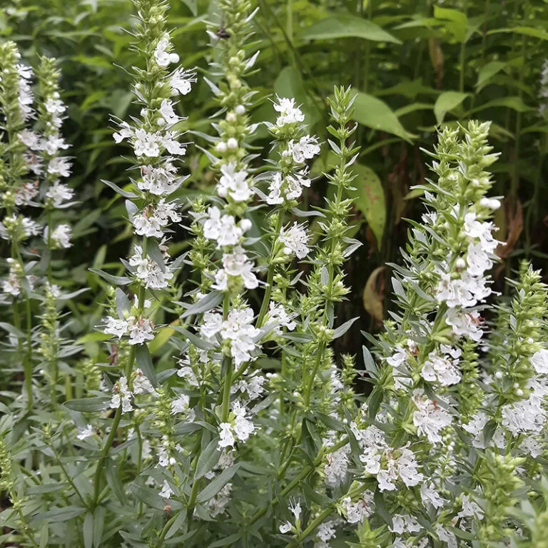 Иссоп лекарственный "Альбус белый"