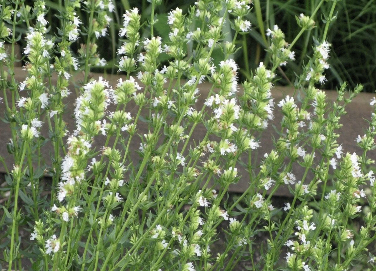 Иссоп лекарственный "Альбус белый" - 2 изображение