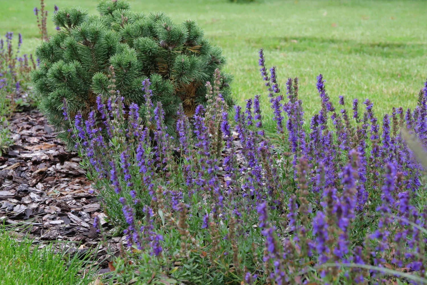 Иссоп лекарственный - 2 изображение