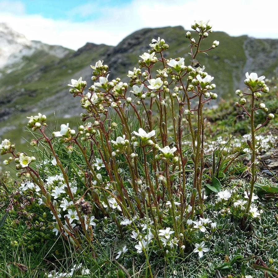 Камнеломка метельчатая