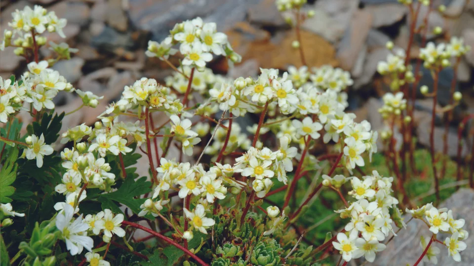 Камнеломка метельчатая - 2 изображение