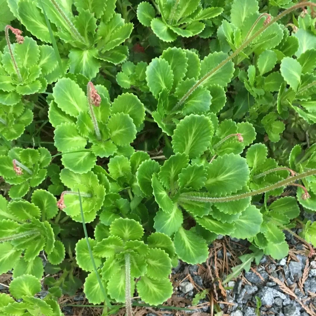 Камнеломка теневая