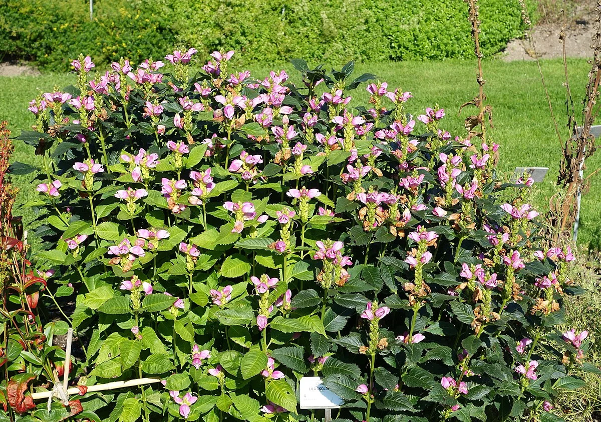 Хелоне косая Розея