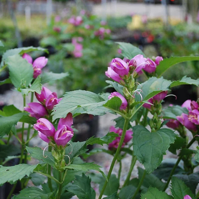 Хелоне косая Розея - 2 изображение