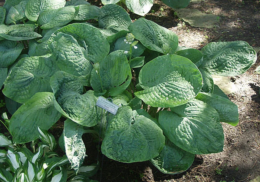 Хоста гибридная "Блэк Хиллс" - 2 изображение