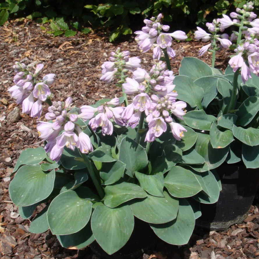 Хоста гибридная "Блю Маус Иэрс" - 2 изображение