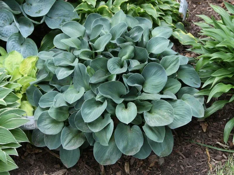 Хоста гибридная "Блю Маус Иэрс" - 3 изображение