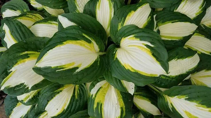 Хоста гибридная "Колор Фестиваль"