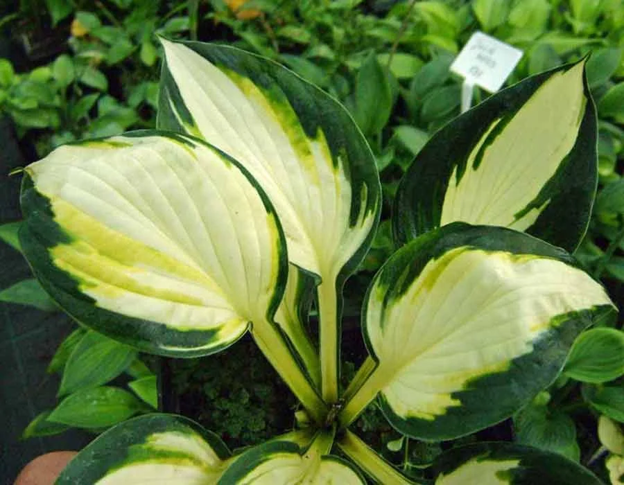 Хоста гибридная "Колор Фестиваль" - 2 изображение