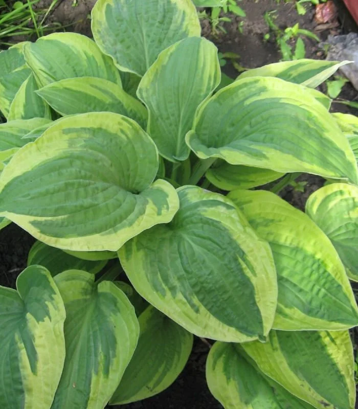 Хоста гибридная "Остин Дикинсон"