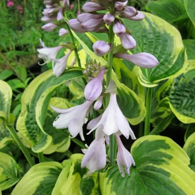 Хоста гибридная "Остин Дикинсон" - 2 изображение