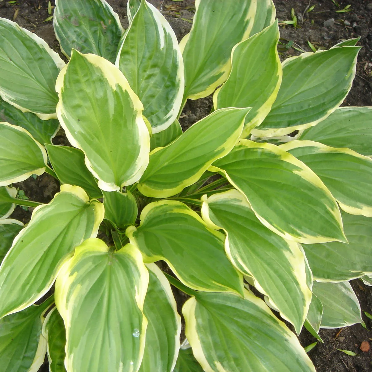 Хоста гибридная "Соу Свит"