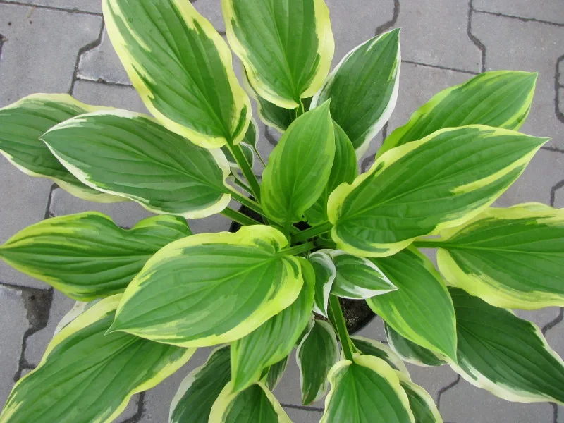 Хоста гибридная "Соу Свит" - 2 изображение