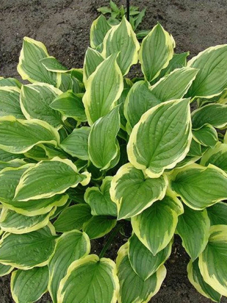 Хоста гибридная "Соу Свит" - 3 изображение